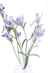 青紫色の花