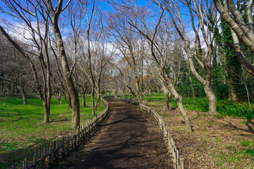 春3月 雑木林の土の道