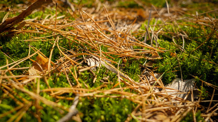 Macro image of fresh green moss, leaves and pine tree needles in forest