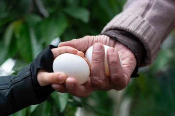 Grandmother passes eggs to her grandson