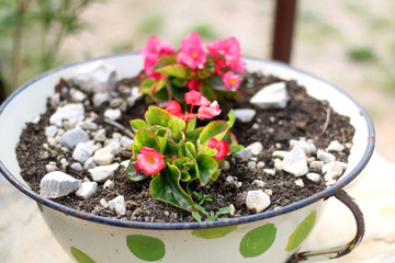 Flowers planted in a vintage pot. Scene from picturesque rustic garden. Selective focus.