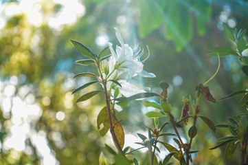 Obraz na płótnie Canvas White flowers in the sunny forest