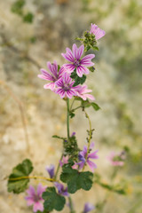 Close up macro of lilac flowers. Colorful bokeh background.