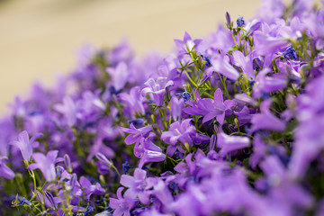 Close up macro of lilac flowers. Colorful bokeh background.