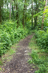 walking path into fresh green leaf forest trees morning relax meditation vegan concept  