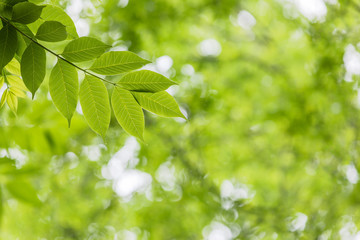 新緑イメージ　背景素材
