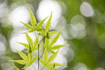 新緑イメージ　背景素材