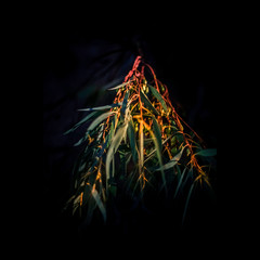 Native Australian Flora or Flowers