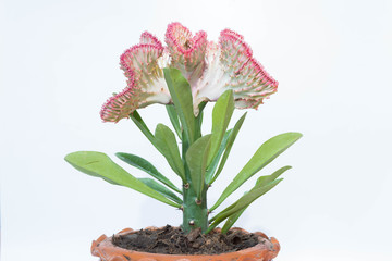 Euphorbia lactea Haw. F. cristata grafted on Euphorbia neriifolia L.