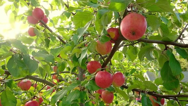 Apple tree with red apples close up 