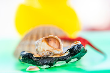  Joyful and summery set of seashells on a diffuse and colorful background that evokes the tranquility and serenity of the environment from which they come 
