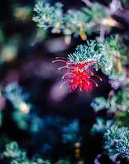 Native Australian Flora or Flowers