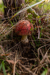 fly agaric in the grass. poisonous mushrooms growing in Russia.