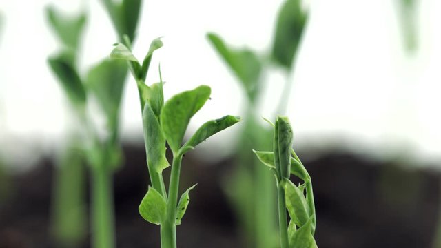 Green pease roots growing closeup. Timelapse of fresh organic green pease plant, agriculture concept. Time lapse. Healthy raw food, vegan. Bio sprouts growing on soil, close up. 4K UHD video