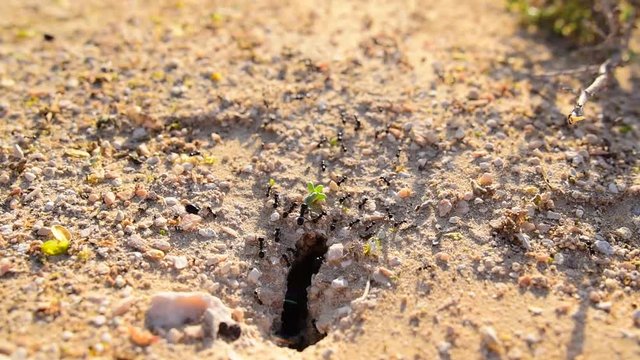 Moving colony ants close-up in desert.  Big ant drags a big green leaf home. Big and small ants work in the desert