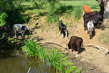 Cows drinking and grazing by the River Mole in Horley, Surrey.