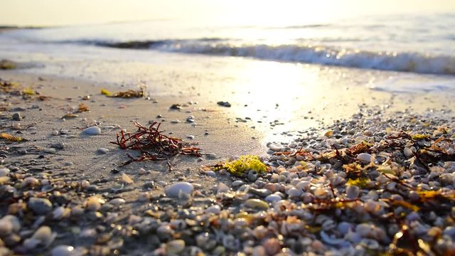 closeup footage of sea waves wahing off seashells and seaweed on the golden sand at beach. Sunset. 
Sunrise on the Persian Gulf. View of the waves in the Arab country. Golden hour