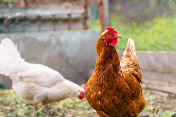 Chicken standing on a rural garden in the countryside. Close up of a chicken standing on a backyard shed with chicken coop. Free range birds