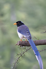 yellow billed blue magpie