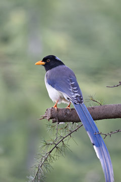 Yellow Billed Blue Magpie