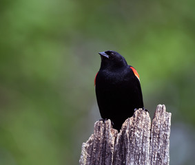 Red winged blackbird perched on old tree trunk