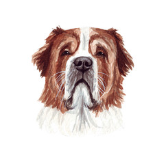 Watercolor illustration of a funny dog. Popular dog breed. Dog St. Bernard. Hand made character isolated on white