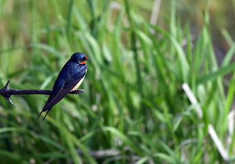 Barn Swallow perched on branch in marsh