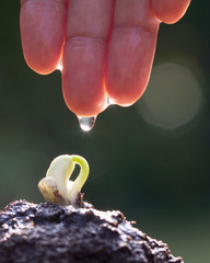 Hand care and watering seedling growing sprout