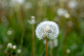 Close up of white dandelion. Blooming blowball in macro on blurry green background. Concept of nature background.