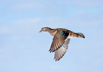 Wood duck female taking flight in winter in Ottawa, Canada