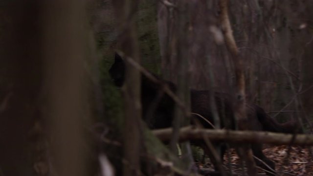 Schwarzer Wolf Z&auml;hne fletschend im Wald in Slow Motion gefilmt mit RED Scarlet-W
