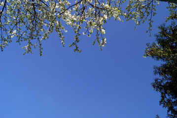 The branches of a plum tree with flowers and young leaves and twigs of thuja on the background of blue sky
