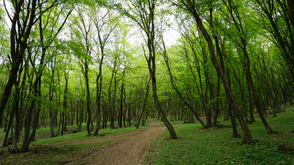 Fototapeta premium Path in the woods
