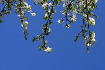 Branches of a plum tree with flowers and young leaves against the blue sky