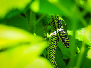 Golden tree snake (Chrysopelea ornata) in green bush