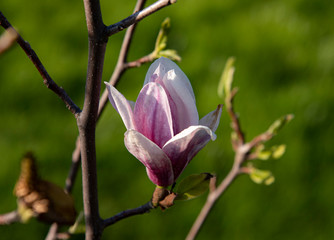 magnolia tree blossom