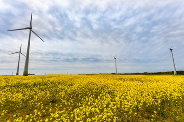 Wind turbines in the yellow rapeseed fields. Ecology environmental background.Green renewable energy concept.