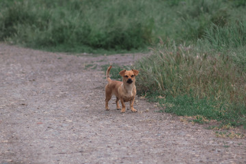 Small red dog without breed in nature