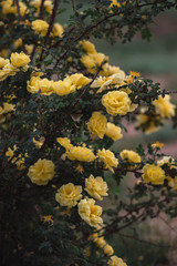 Bush strewn with yellow decorative roses. Bush with flowers.