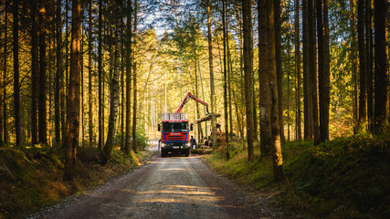 Crane in forest loading logs in the truck. Timber harvesting and transportation in forest.