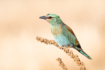 European roller, perched on a twig, close-up