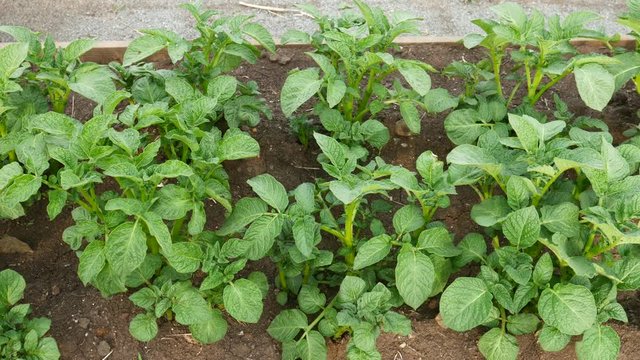 Green potato bushes grow in the vegetable garden. Growing farm vegetables