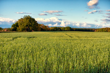 Wiese