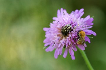 Fototapeta premium Biodiversité pollinisateur