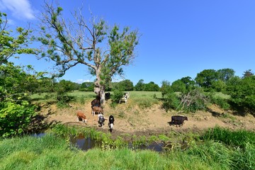 Cows drinking and grazing by the River Mole in Horley, Surrey.