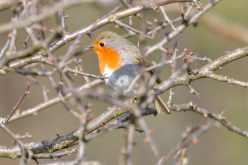 A red robin (Erithacus rubecula) in between white fruit blossom as a concept for spring