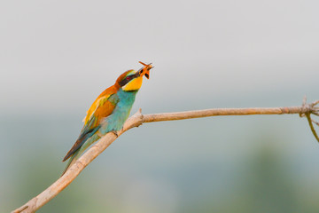 Obraz premium Bee Eater - Meropidae (Merops apiaster)
