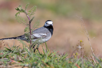 Beautiful black and white bird, Male of White Wagtail (Motacilla alba)