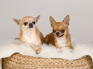 Dwa psy chihuhua na szarym tle i futerku w studio