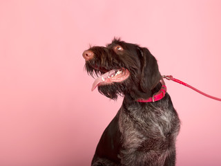 Portret psa na różowym tle w studio